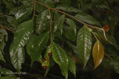 Camellia caudata